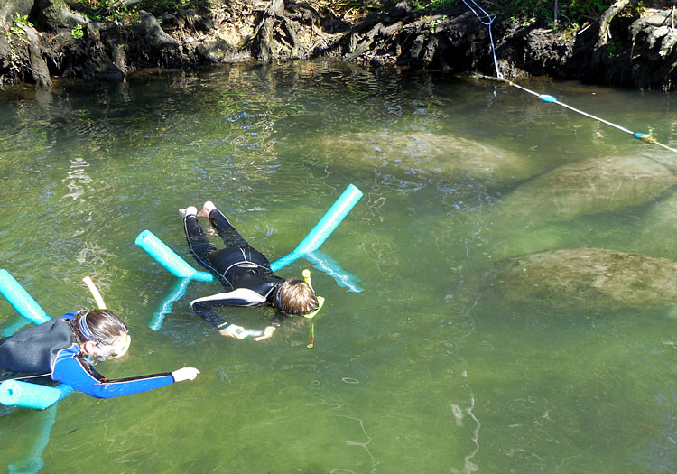 Kids of All Ages Love Crystal River Florida Manatees