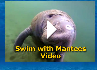 Swim with Manatees Video