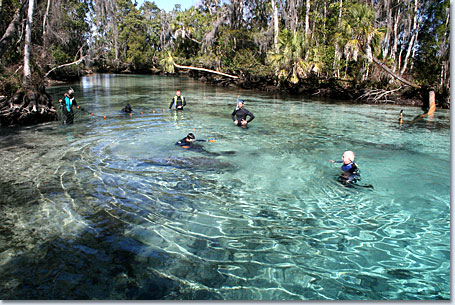 Crystal River Florida Area Information
