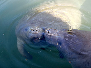 Kissing Manatees