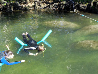 Swimming with Manatees