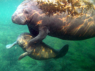 Manatee Mother with Calf